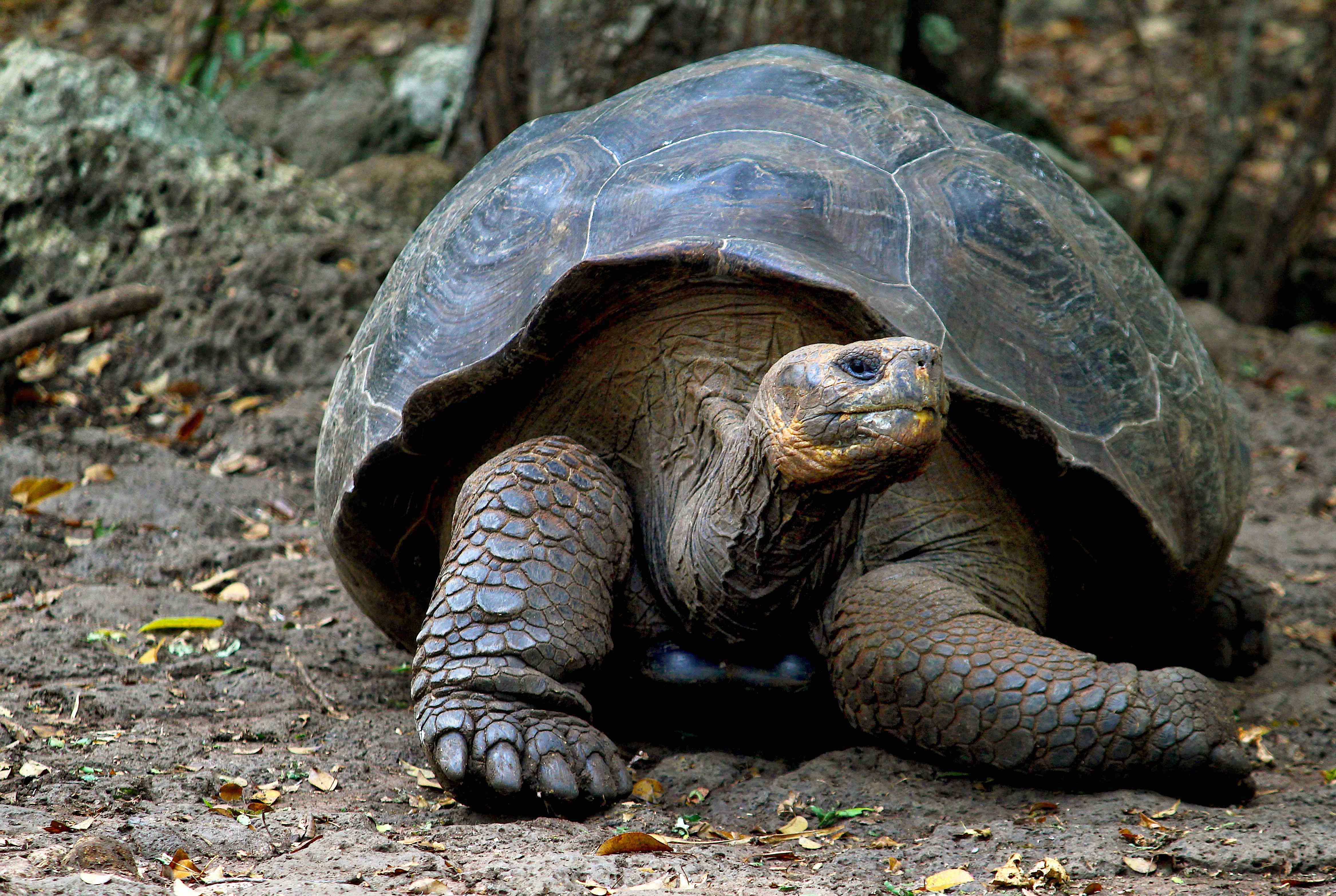 Galapagos Tortoise