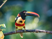 toucan in Costa Rica