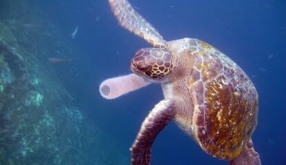 Galapagos Sea Turtles get a lift from Conservation VIP