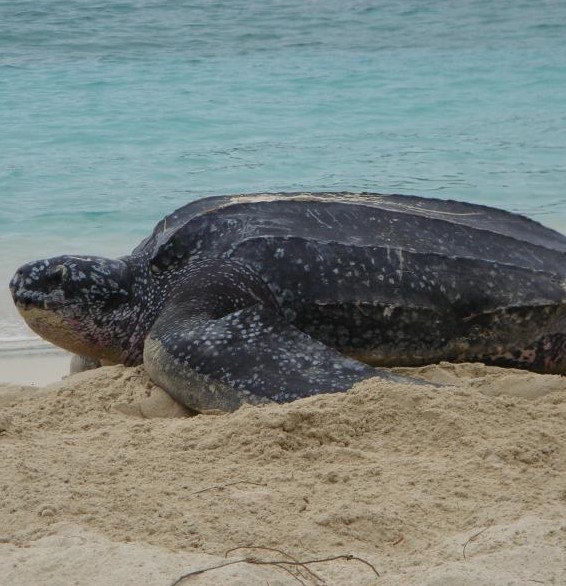 leatherback at Virgin Islands