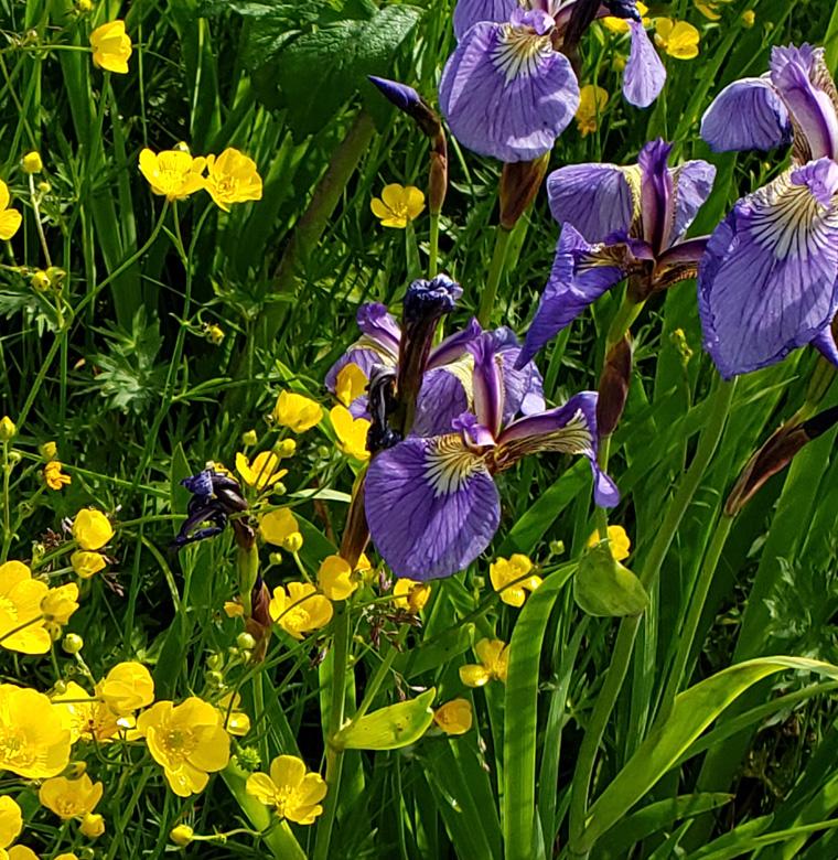 wild irises at Dyea