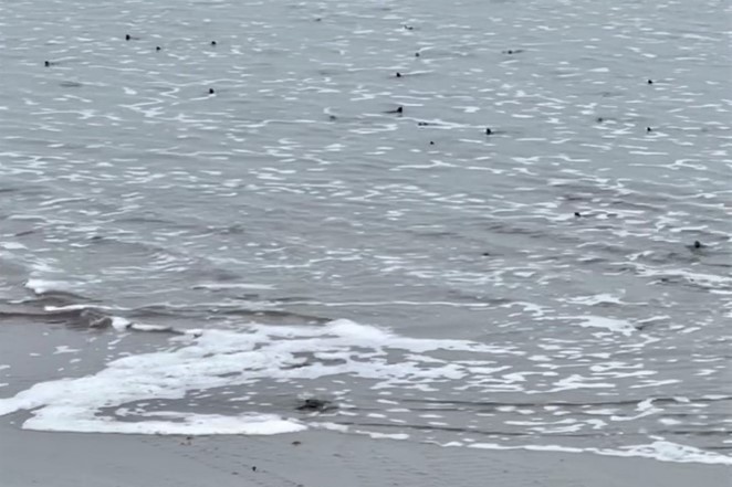 Turtle heads bobbing in the ocean