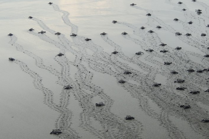 turtle tracks crisscrossing