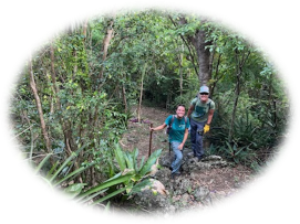 vegetation in the Virgin Islands