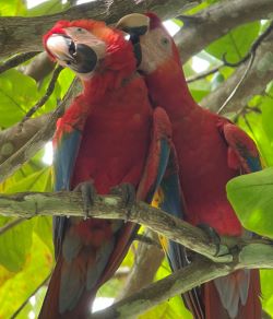 scarlet macaw