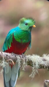 ConservationVIP's volunteers build nests to help the Resplendent Quetzal