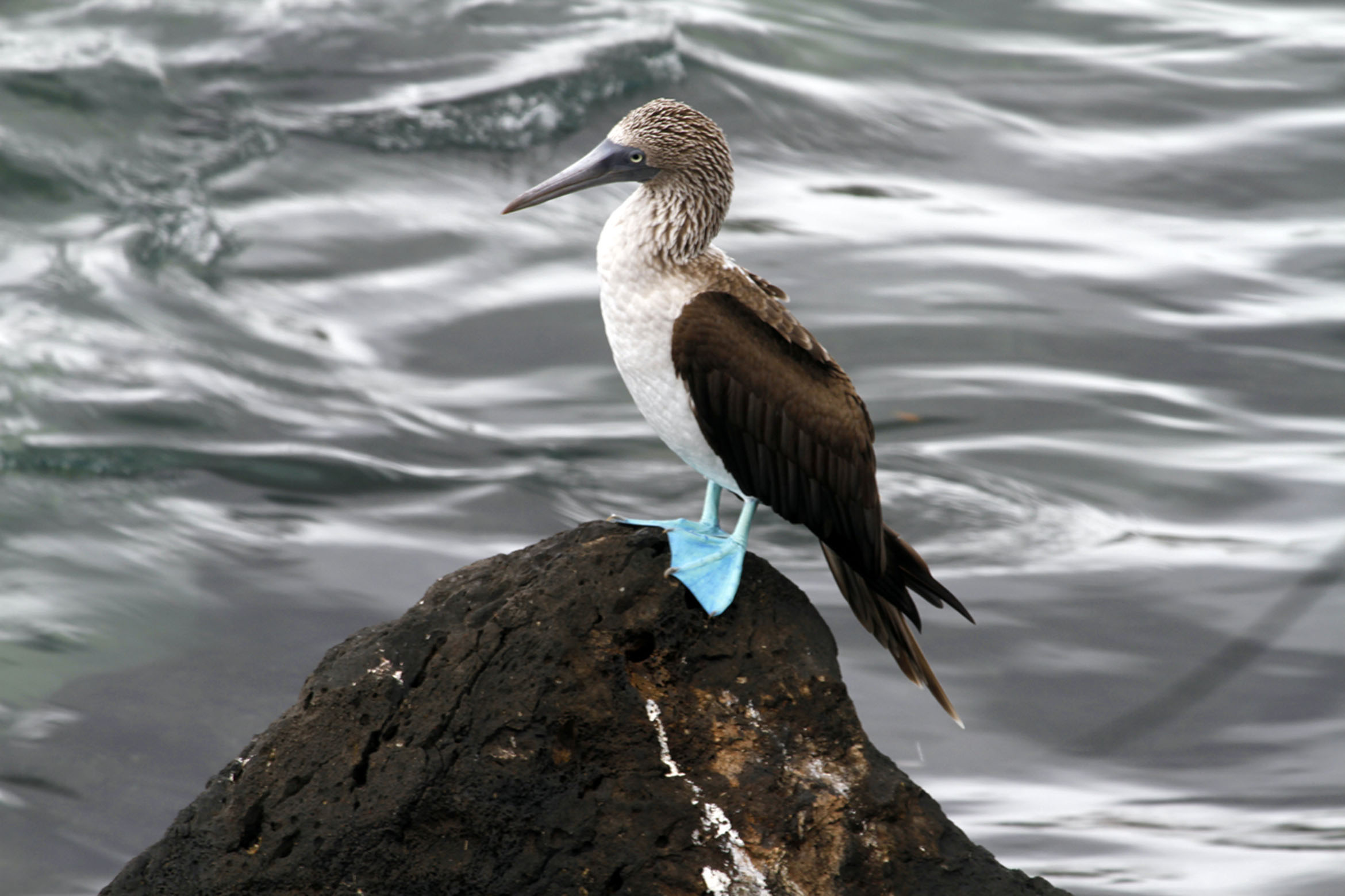 Booby in the Galapagos