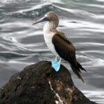 blue footed booby in the Galapagos