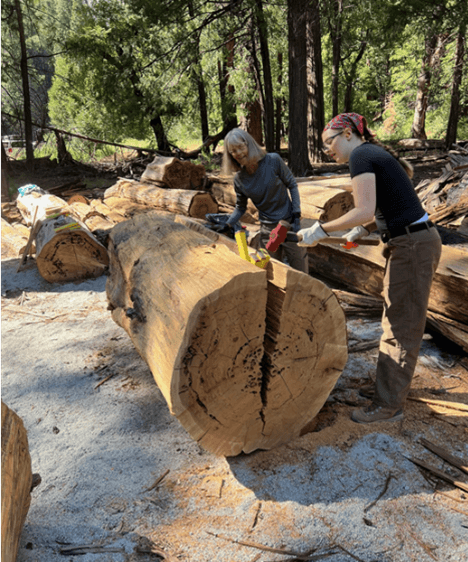 Volunteers splitting a log in Yosemite