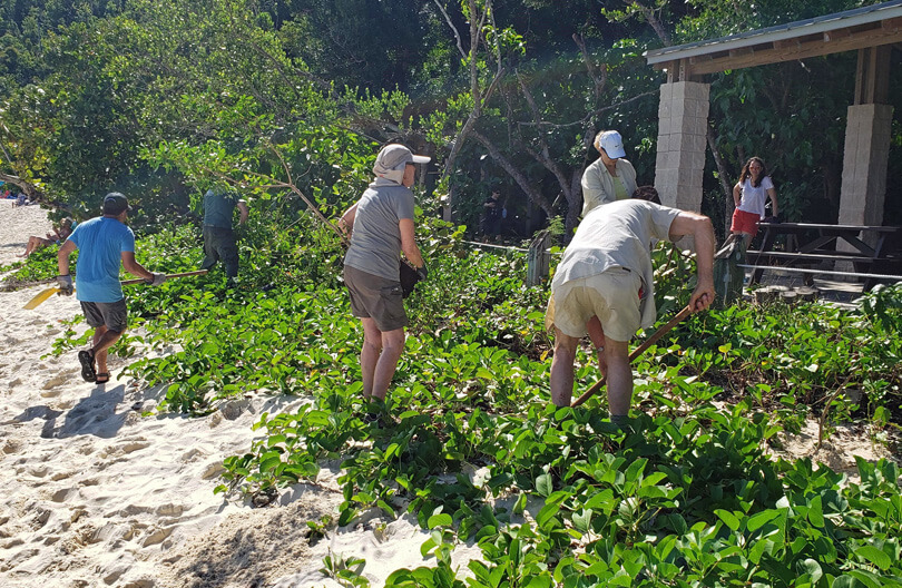 Beach stabilization planting