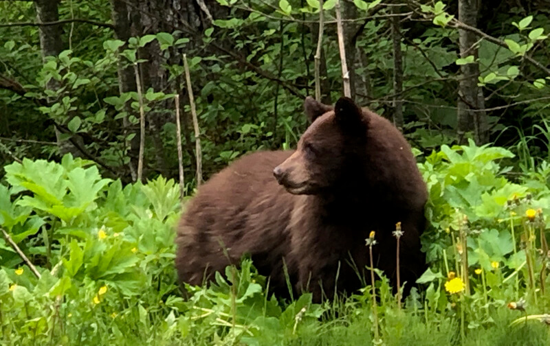 bear in Alaska