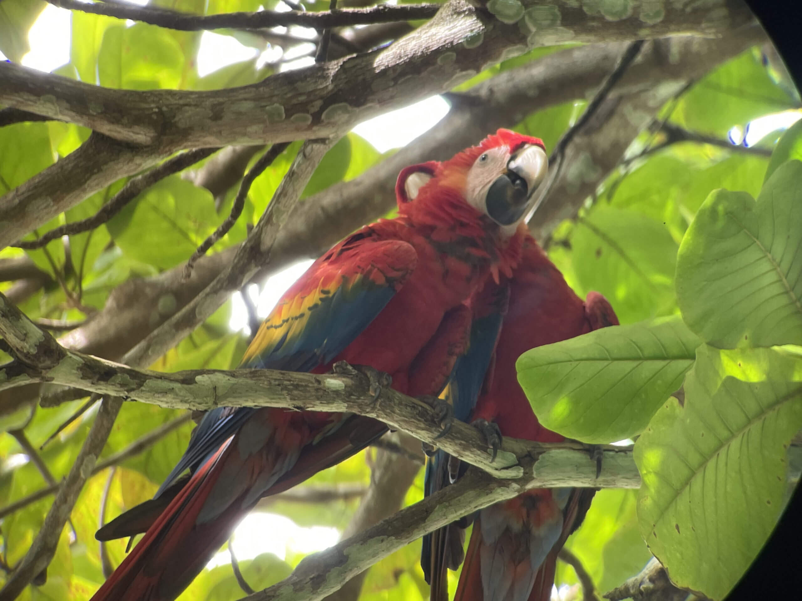 Scarlet Macaws