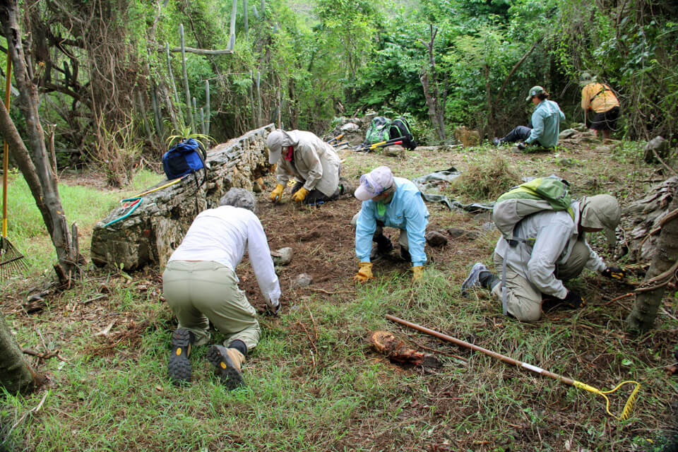 Volunteers clearing vegetation in the Virgin Islands