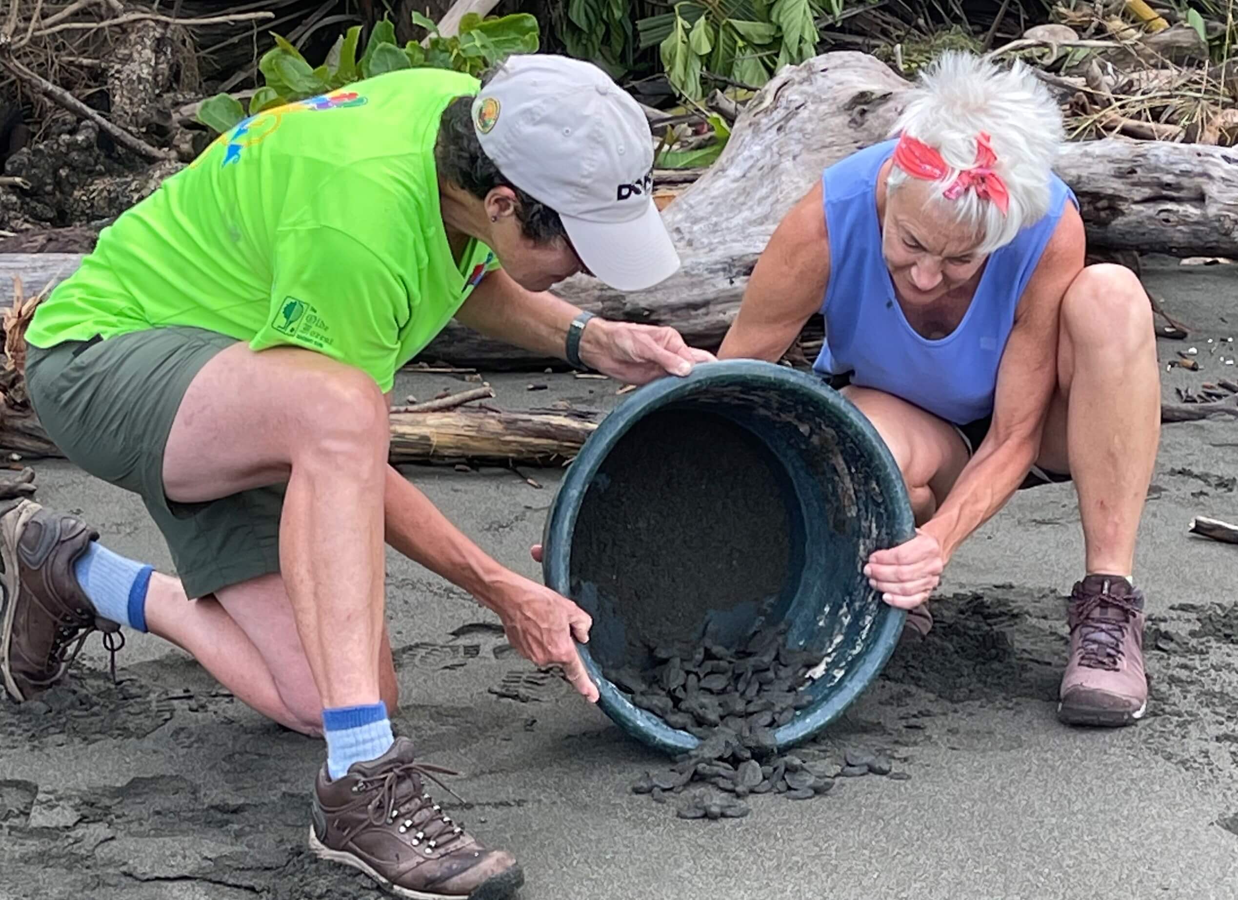 releasing sea turtle hatchlings