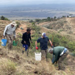 Volunteers planting and watering trees