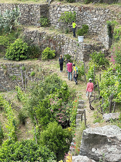 ConservationVIP travelers near dry stone walls at Cinque Terre