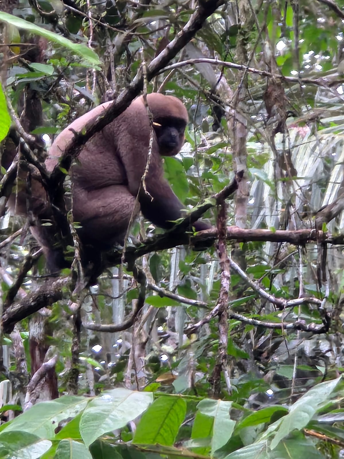 Monkey in tree in Ecuadorian Amazon