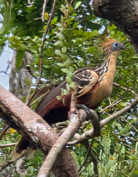 Hoatzin