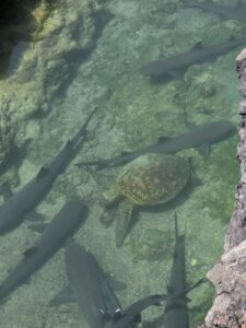 Conservation volunteer trip in the Galápagos Islands with ConservationVIP